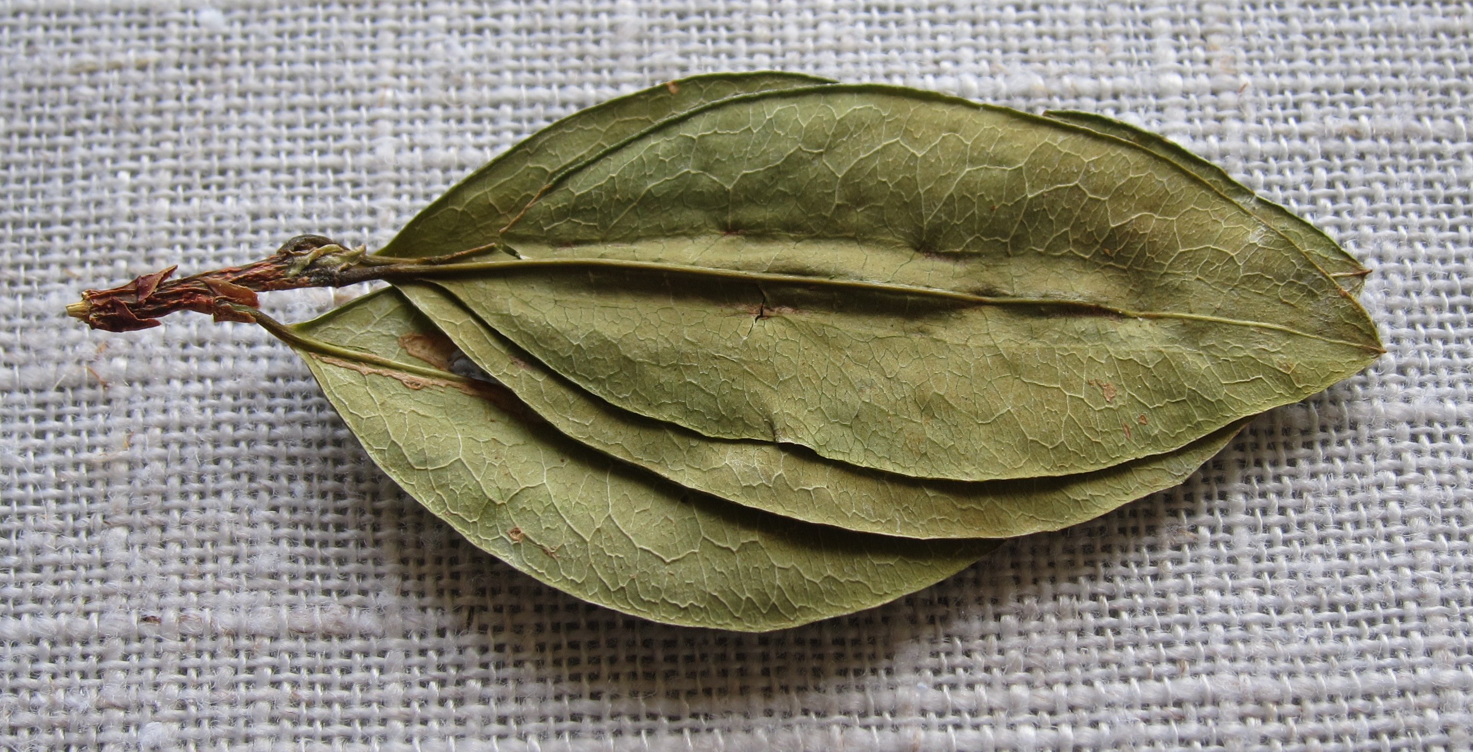 Coca inka, sacred coca leaves from Peru Coca Tea Delisse