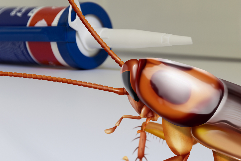 What attracts tree roaches