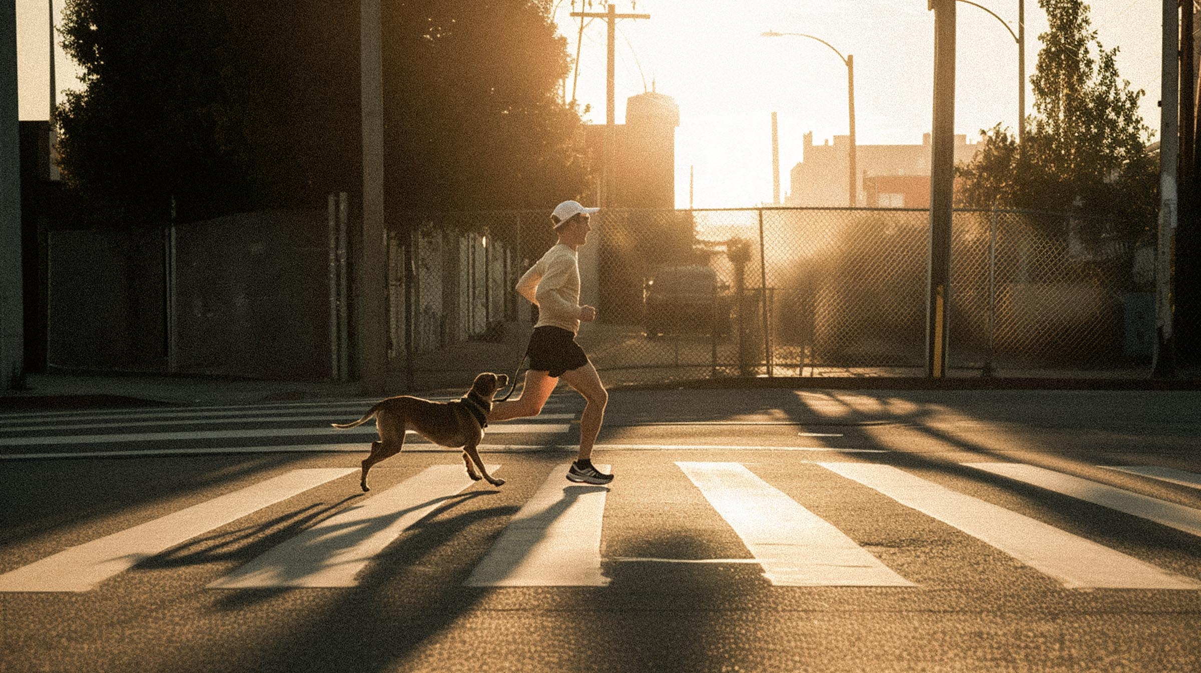 Dog Age Calculator Coda