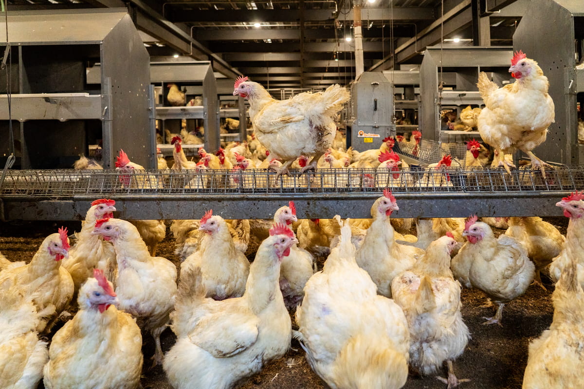 High Costs Stall Malaysia’s Shift To Closed-House Poultry Farming