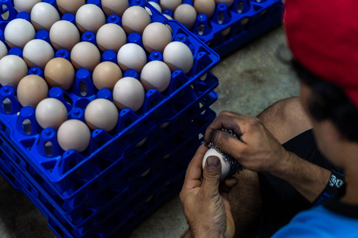 Heat and Haze Hit Malaysian Livestock Production and Farmer Costs