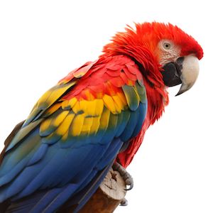 Github Codebox Image Augmentor Data Augmentation Tool For Images - Ocean Designs - Gorgeous 8K Collection