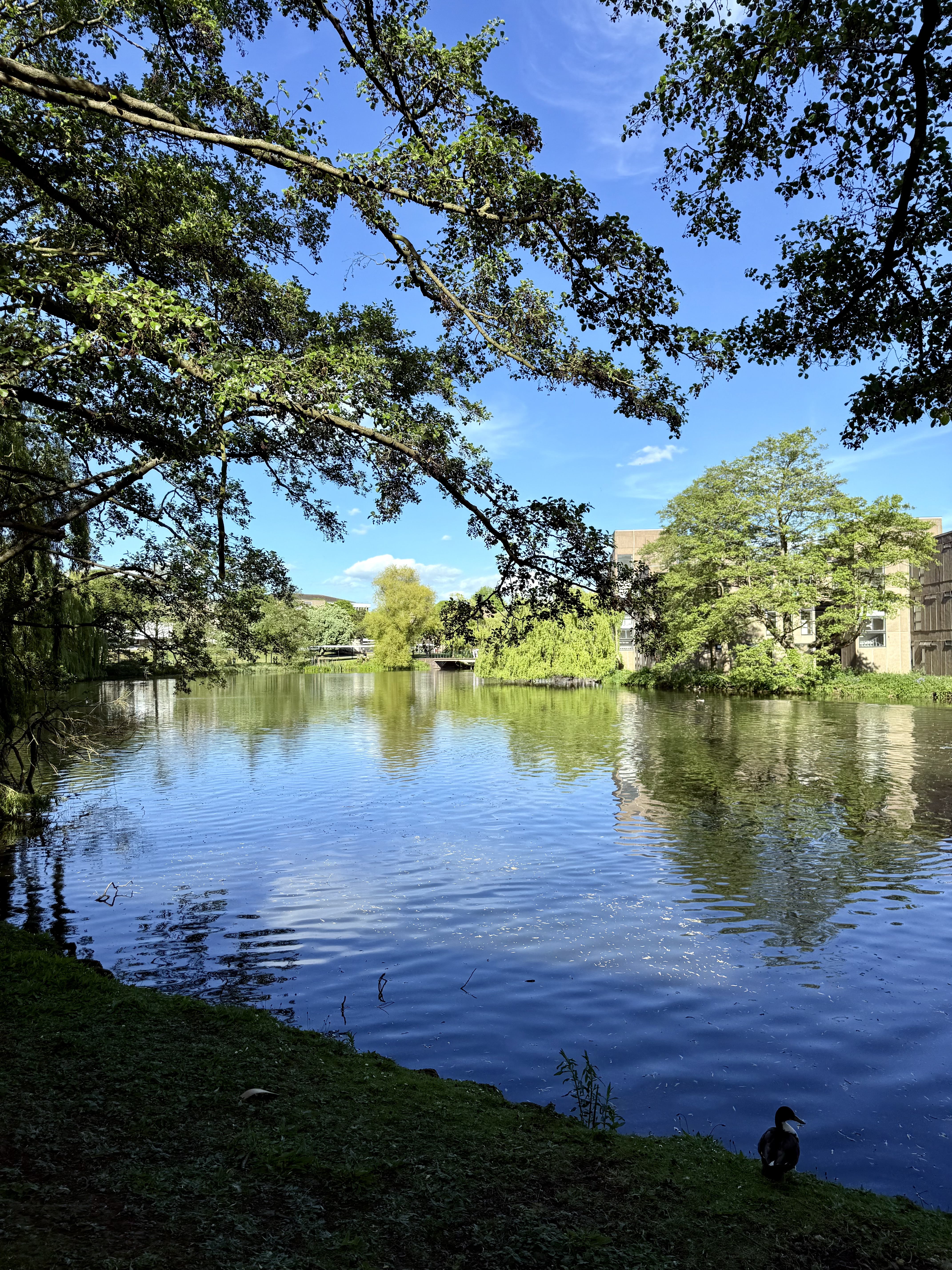 A lake with a blue sky viewed through some trees. there is a duck on the shore.