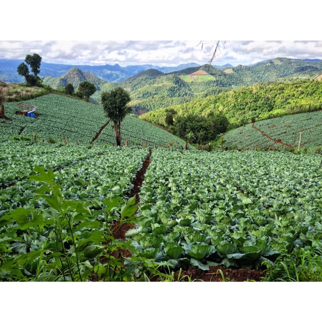 cabbages grow in the mountains around mae sariang