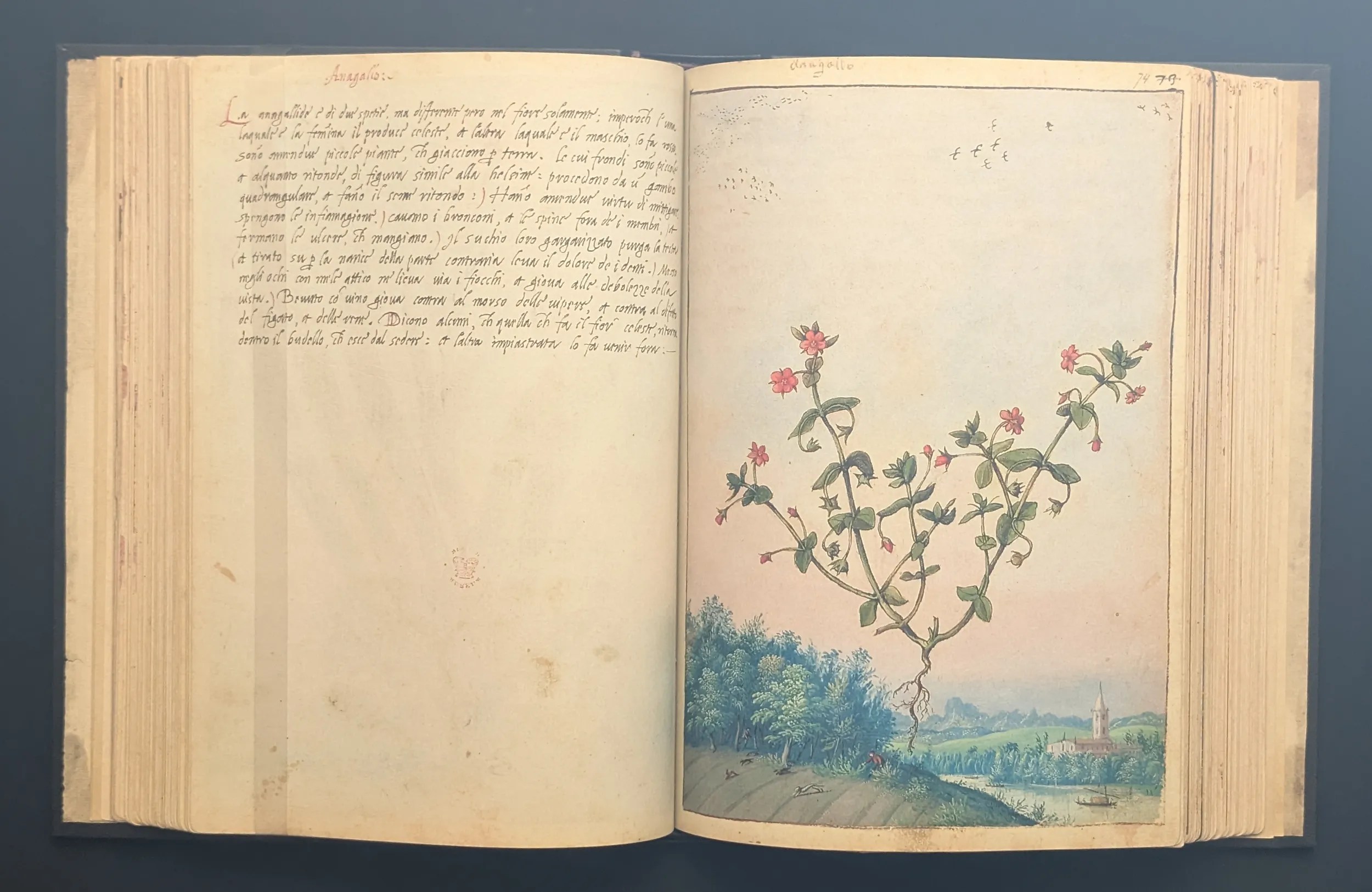 Dioscórides de Cibo y Mattioli folios 73v-74r Muraje