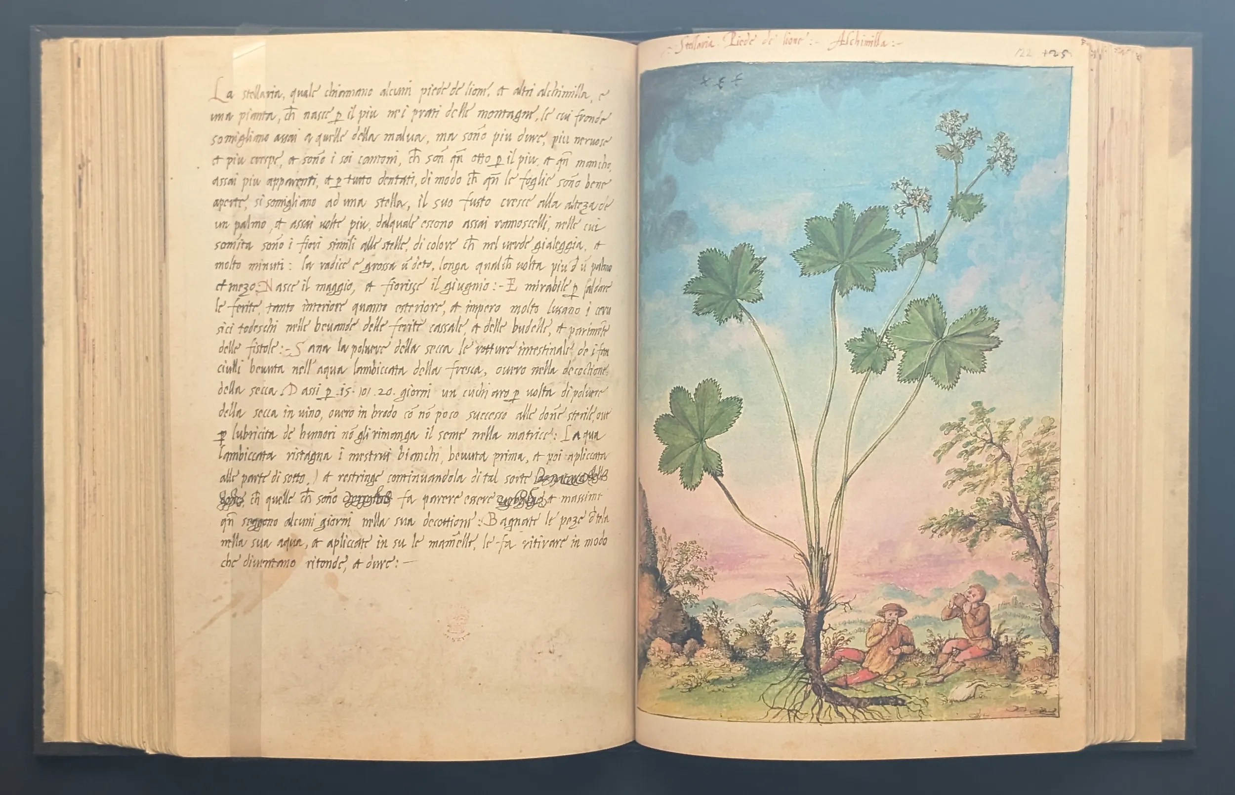 Dioscórides de Cibo y Mattioli folios 121v-122r Pie de león