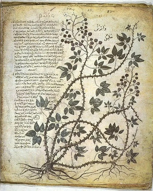 Fotografía del Dioscórides de Viena, copia bizantina del siglo VI del tratado De materia medica de Dioscórides. Biblioteca Nacional de Austria