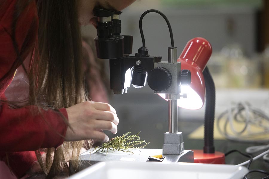 stembach_stem_alumando.jpg