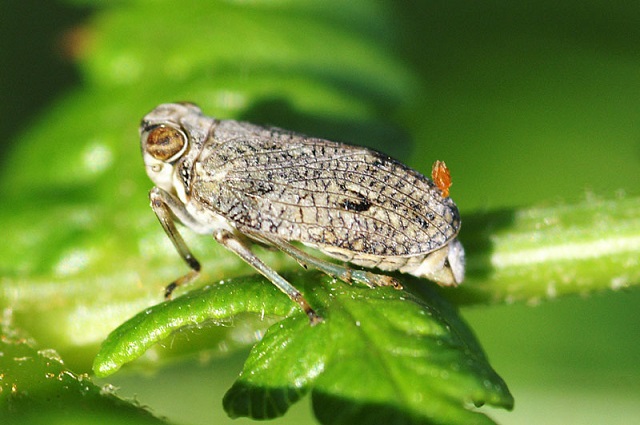 Issus3 Issus: insectos que usan engranes