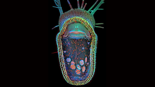 Bioscape01. Las 10 mejores fotografías microscópicas del 2013 según Olympus