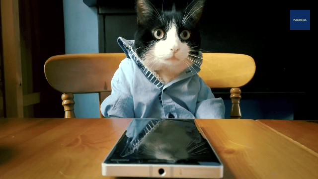 microsoft cats Unos adorables gatos quieren que compres un Lumia 930