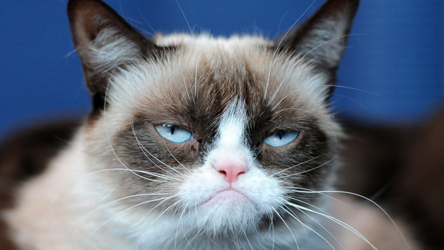 Grumpy Cat Grumpy Cat generó 100 millones de dólares en dos años