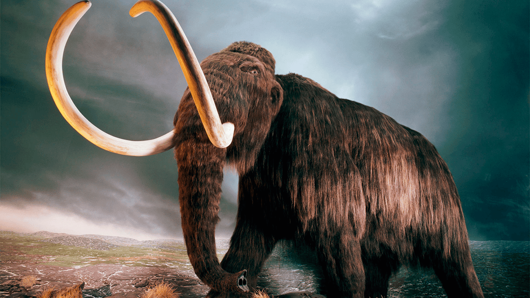 sin titulo 3 1 Los mamut machos dejaban a su manada para ir en busca de hembras