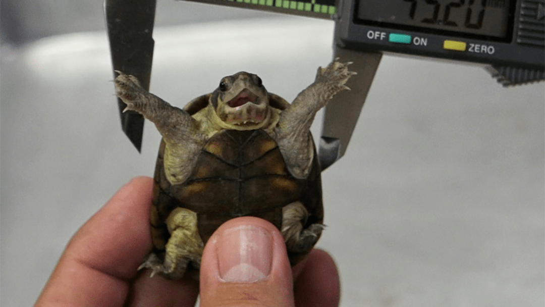 Una tortuga descubierta en Puerto Vallarta