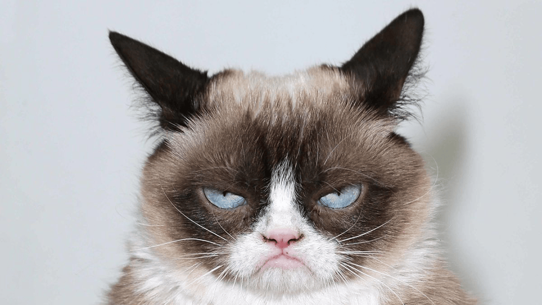 grumpy cat Ha muerto Grumpy Cat a la edad de siete años