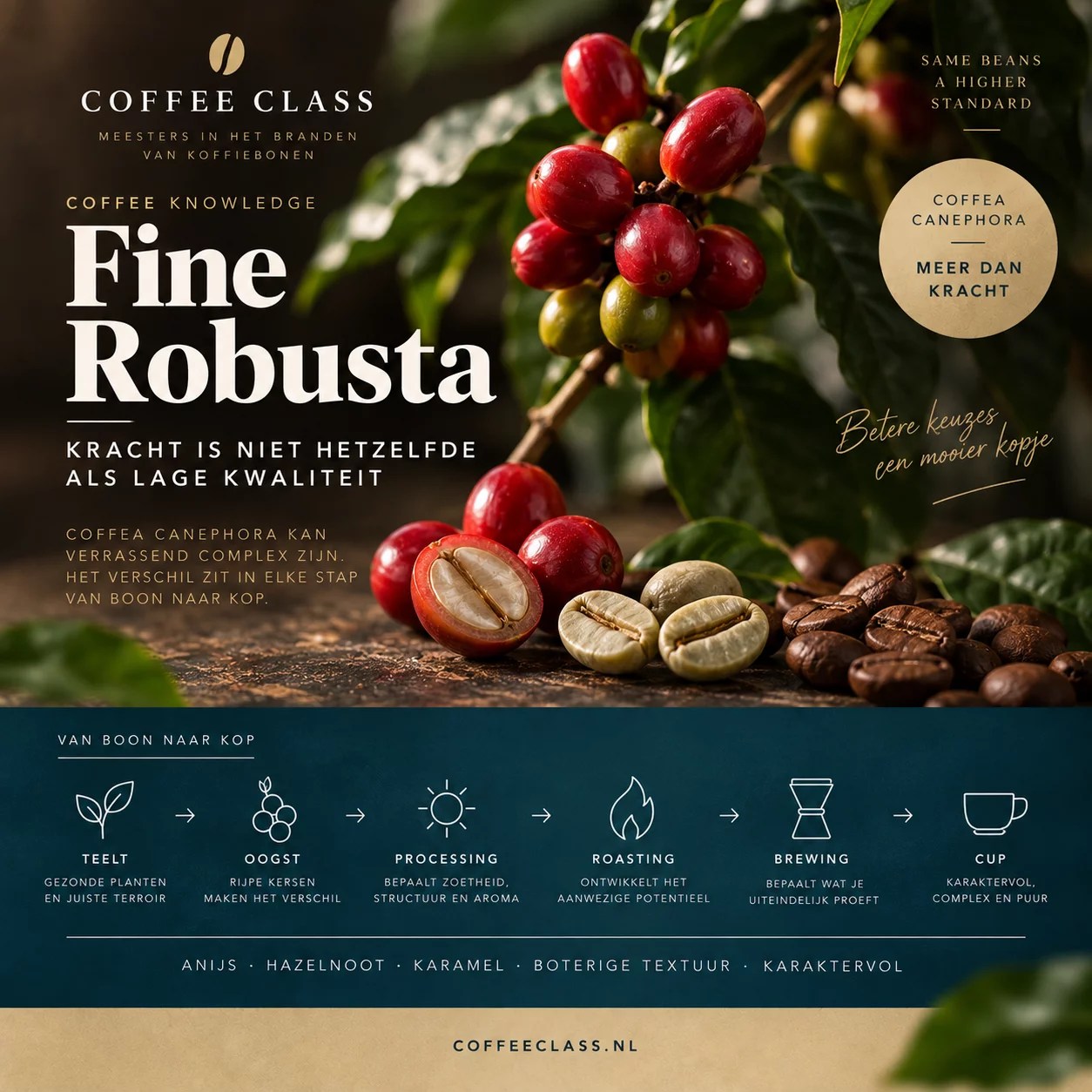 Fine Robusta en Coffea canephora uitgelegd met Indonesië Java van Coffee Class