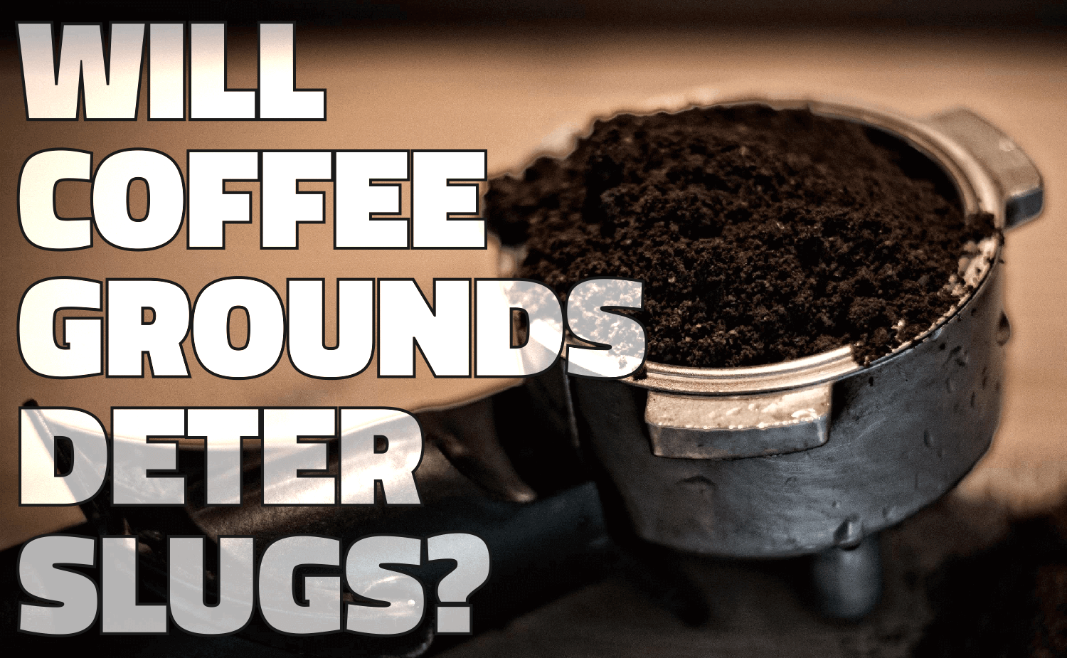 Will Coffee Grounds Deter Slugs?