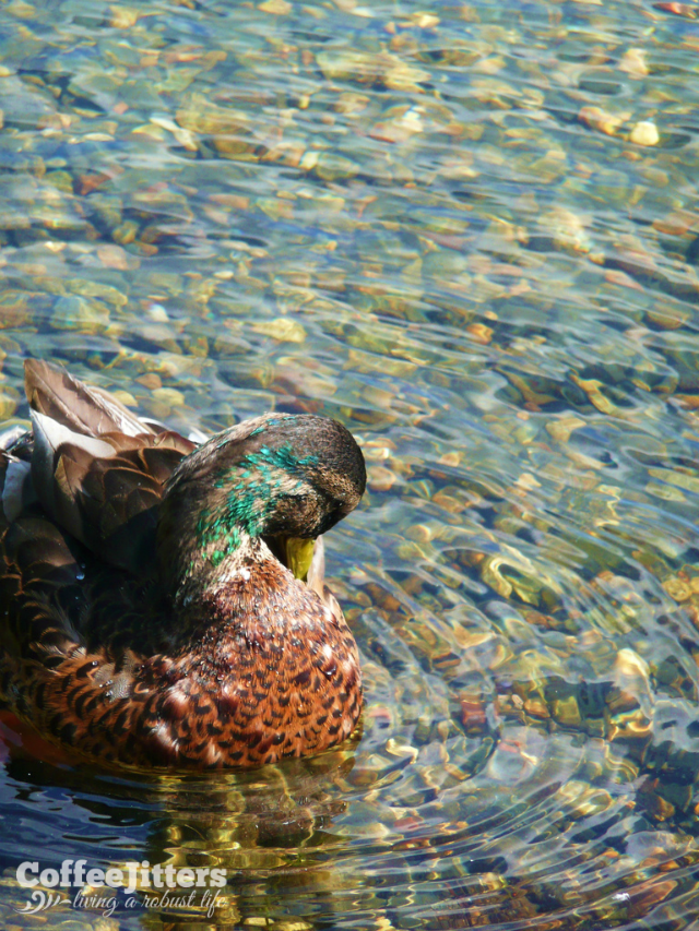 duck