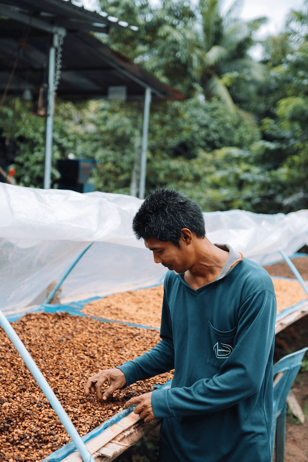 Honey process coffee cherries during the fermentation and drying stage