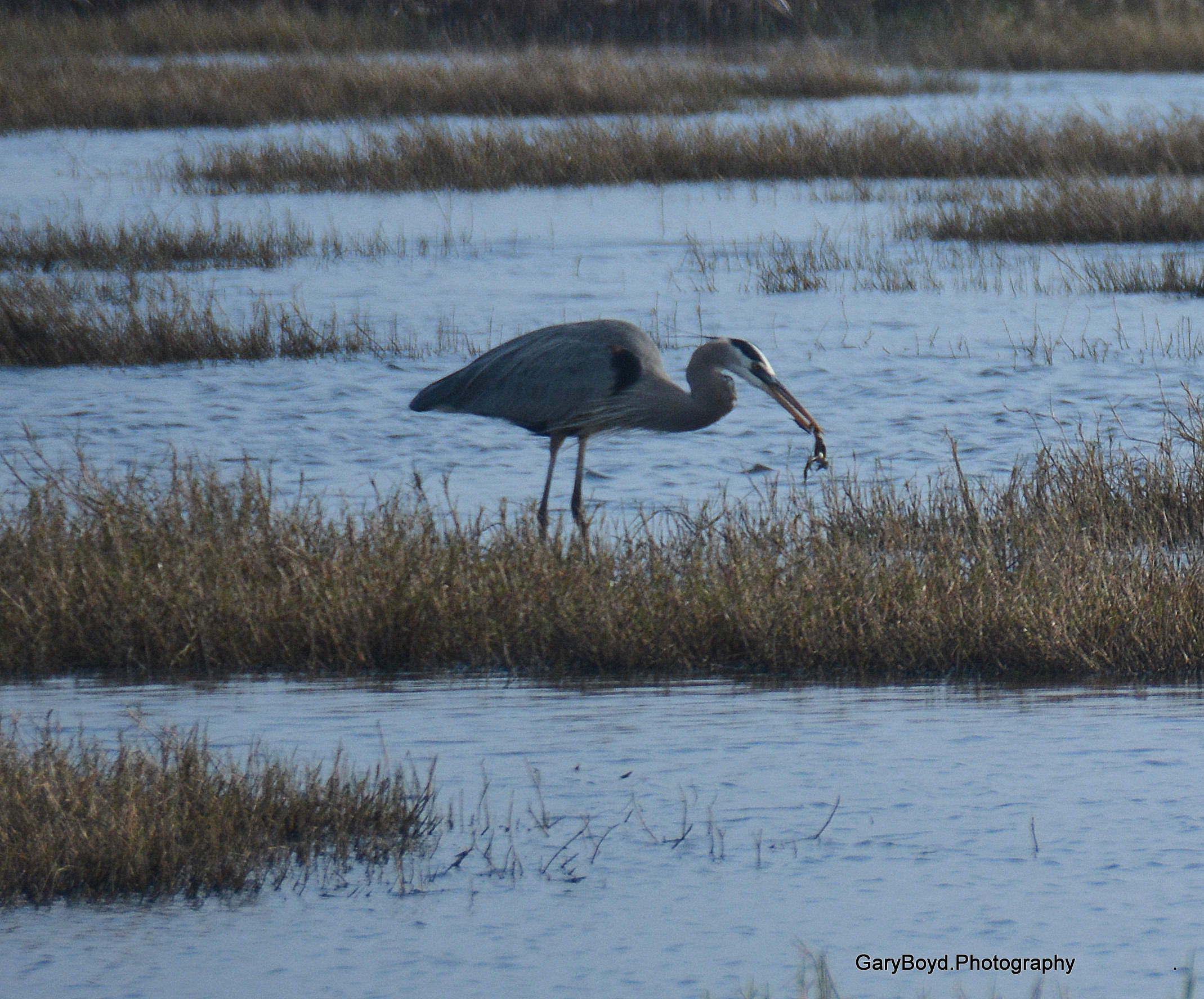 Great Blue Heron