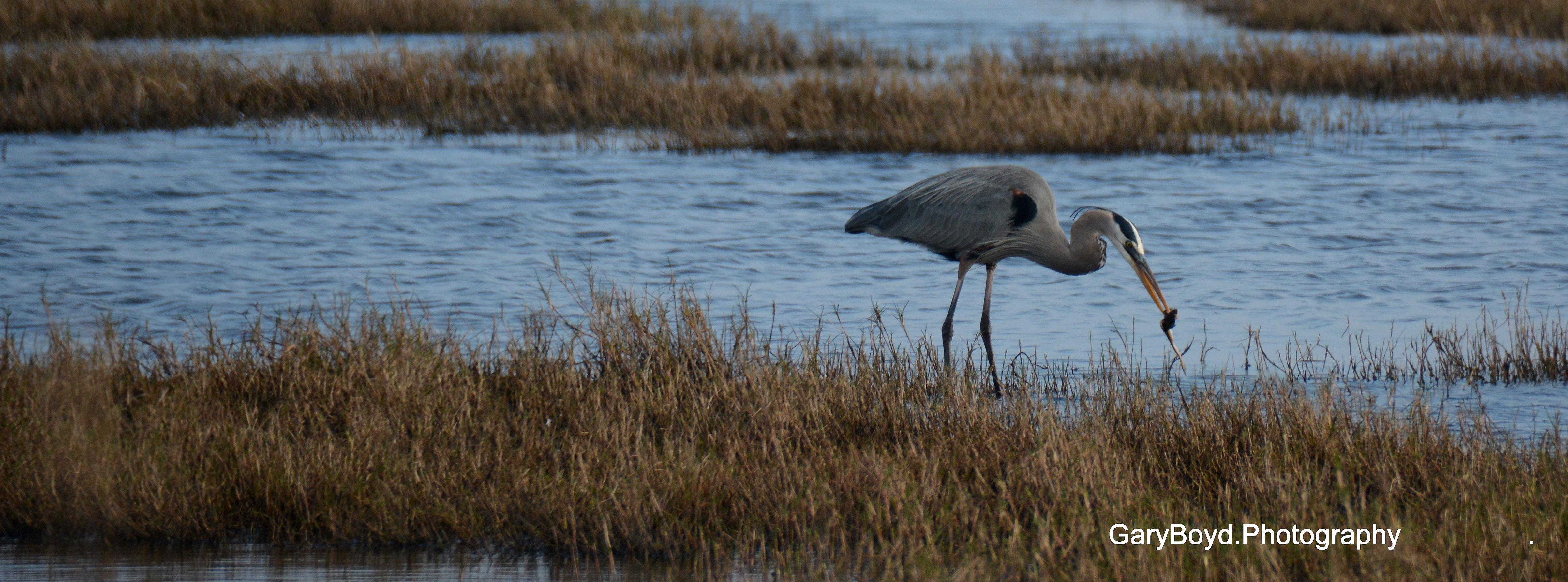 Great Blue Heron with frog