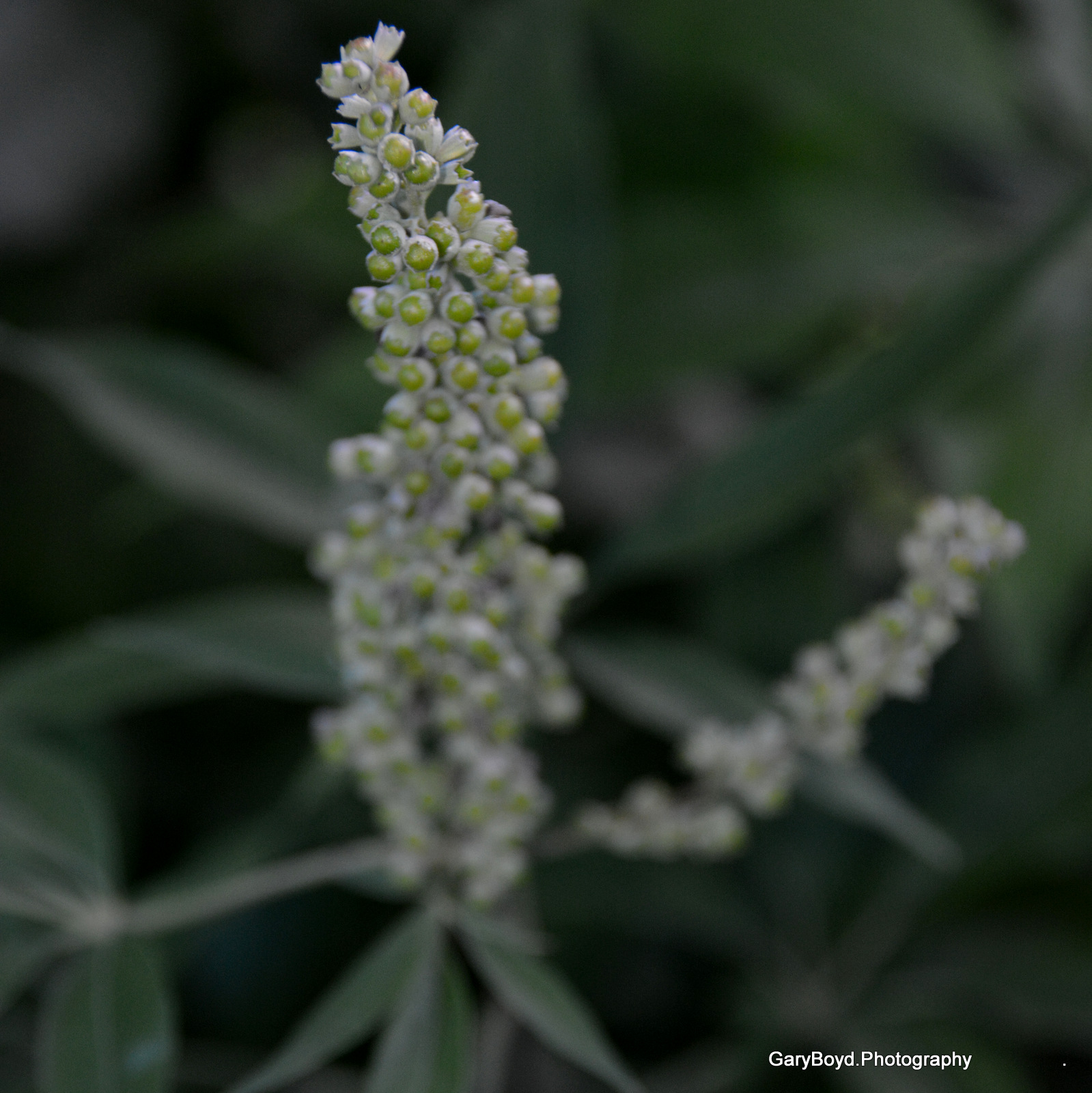 Chaste Tree Flower Buds