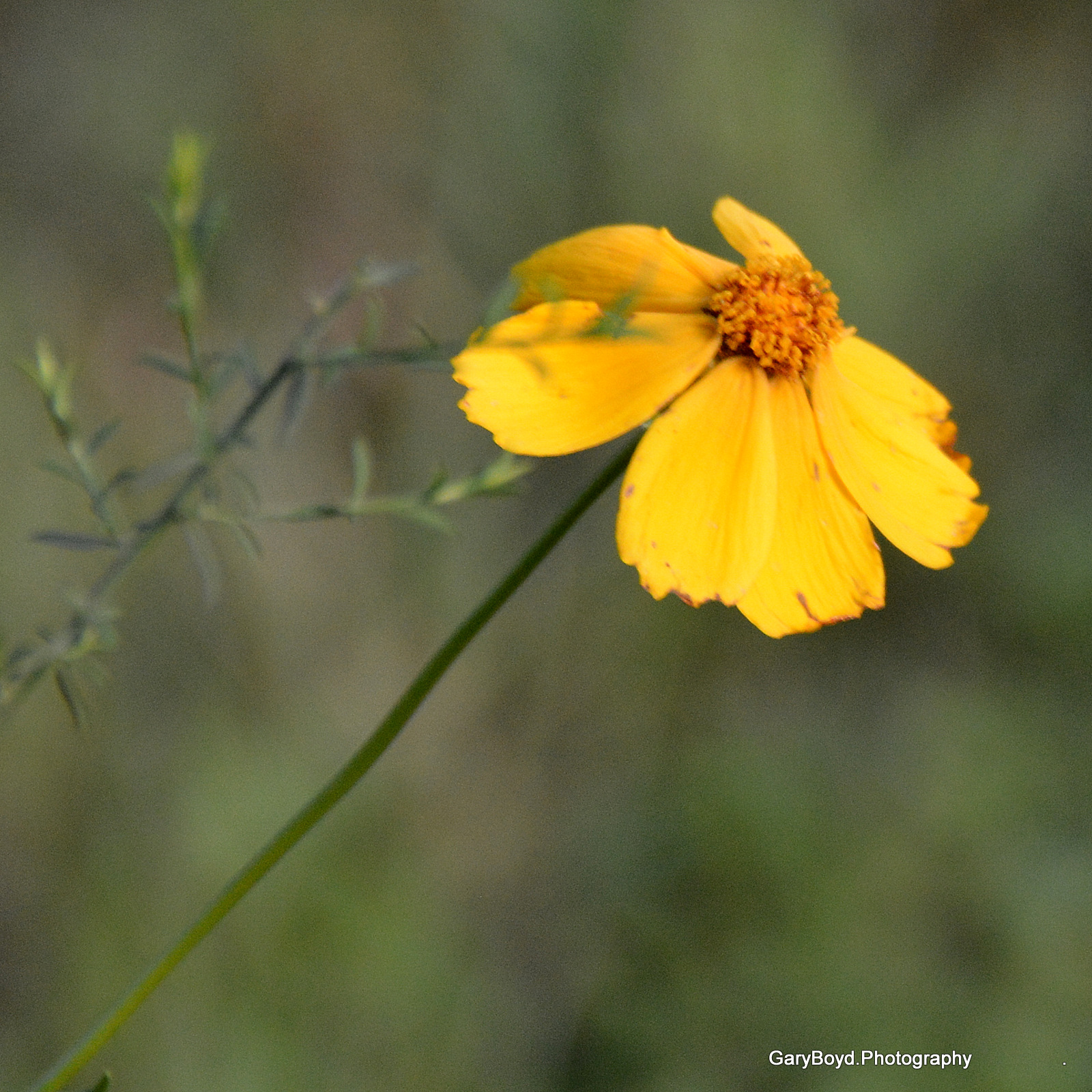 Coreopsis lanceolata, the Lance-leaved coreopsis