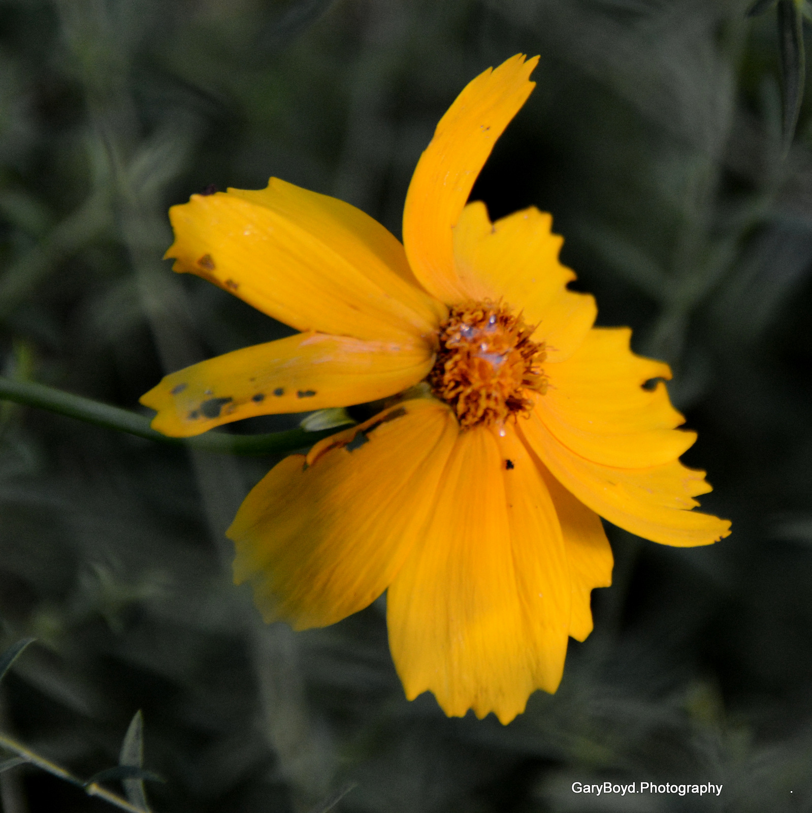 Coreopsis lanceolata, the Lance-leaved coreopsis
