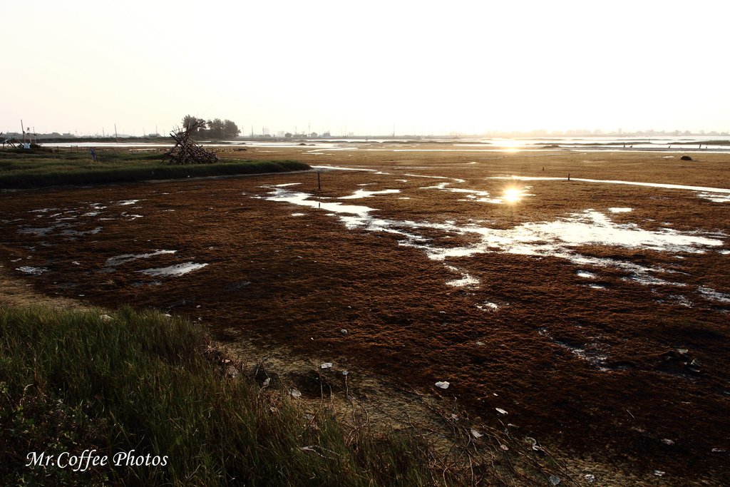 【雲林。口湖】《成龍濕地》絕佳生態教室，「候鳥來的季節」電影取景處