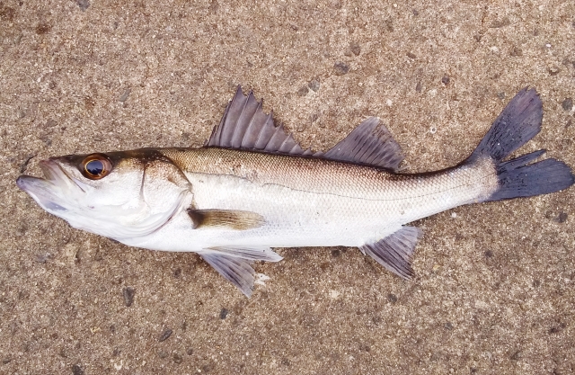 スズキ【鱸】｜脂を蓄えやすい白身魚。脂溶性ビタミンＡとＤが豊富