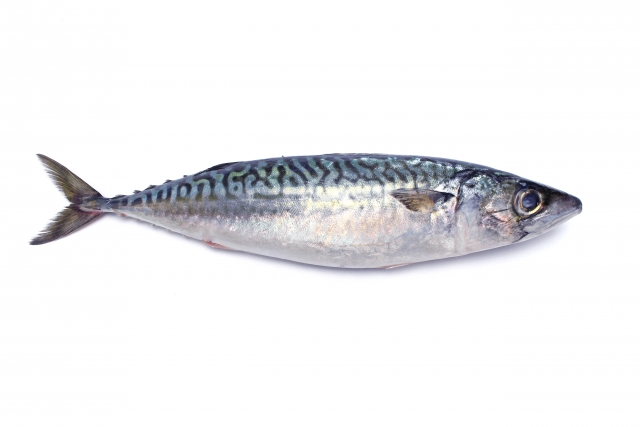 サバ【鯖】｜豊富なDHAは脳の栄養素。海馬が活性し記憶も明晰に