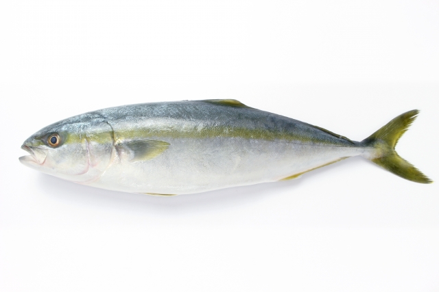 ブリ【鰤】｜脂質やタンパク質に富む魚。過食は結構な高カロリーに