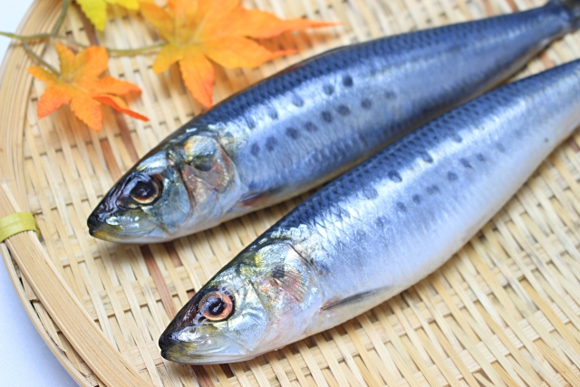 イワシ【鰯】｜弱くても卑しくても栄養満点！心の癒やし効果大