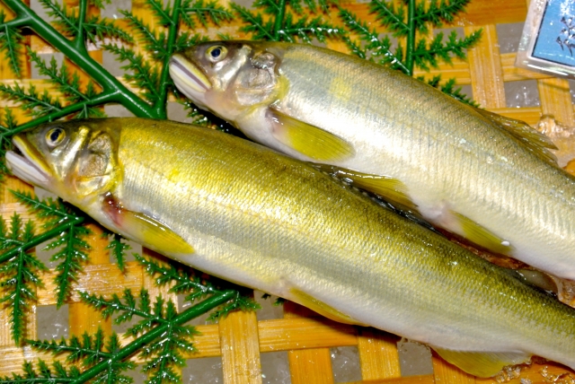 アユ【鮎】｜アユの内臓には強壮作用！　ウルカは下痢の特効薬？
