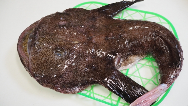 アンコウ【鮟鱇】｜グロい顔の海のフォアグラ。七つ道具で栄養満点