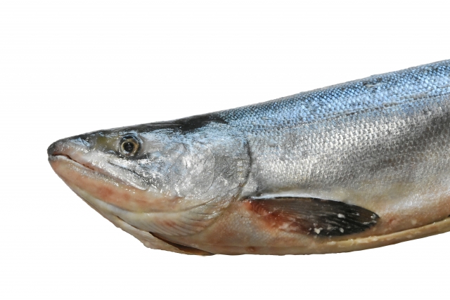 サケ【鮭】｜サケは温性の白身魚。胃腸を温め、冷えや貧血の改善に
