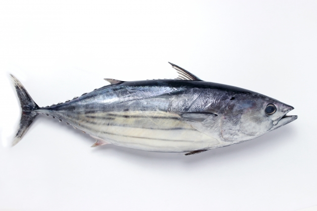 カツオ【鰹】｜血合肉は鉄分豊富！貧血改善や滋養強壮に効果あり