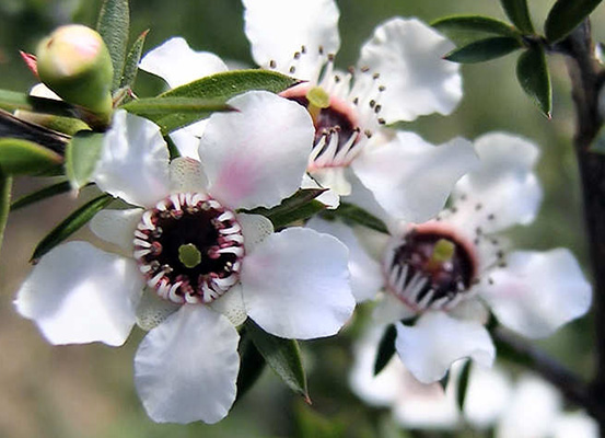 マヌカの花