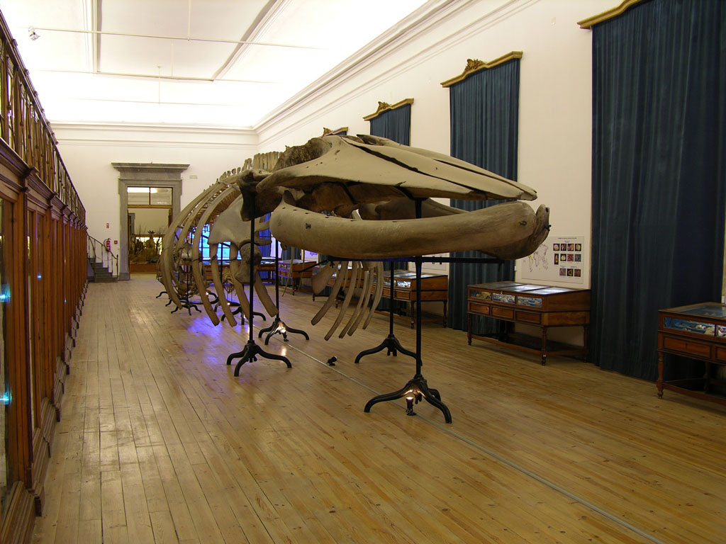 museu m