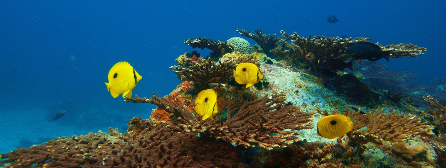 Zanzibar introduces digital payments for marine parks