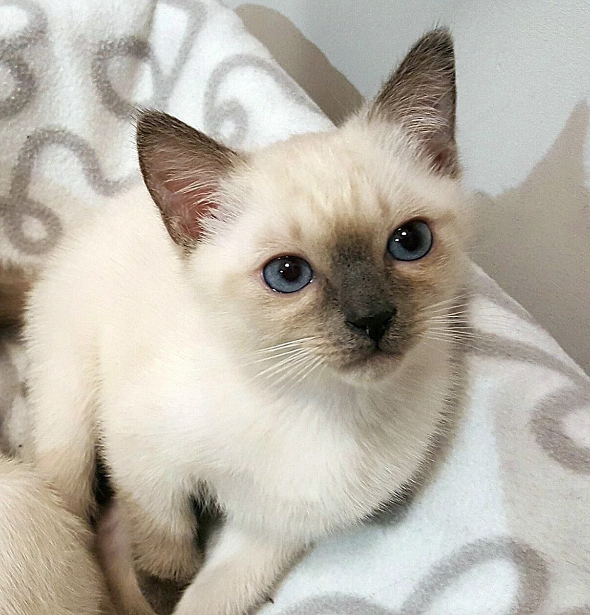 Котенок тайской породы фото