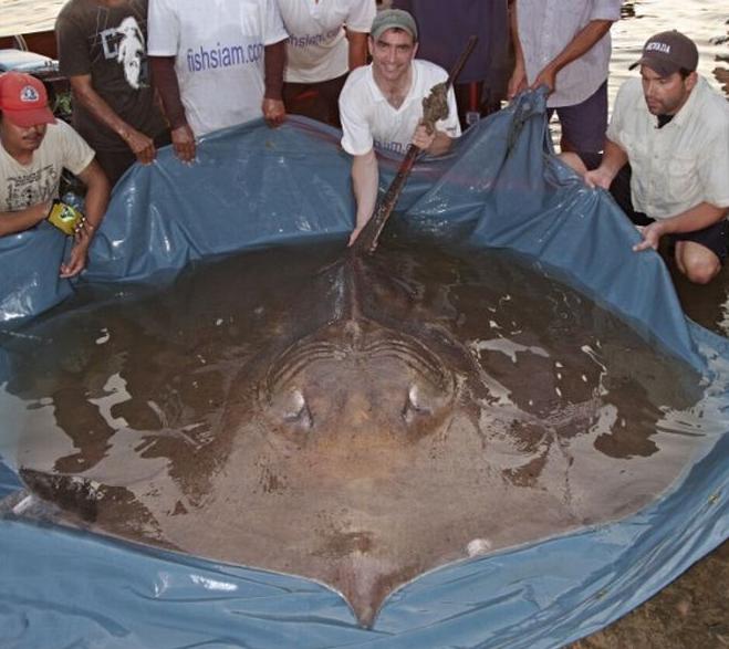 Gratis Download Gambar Inilah 10 Ikan Terbesar Di Dunia Nomer 1 Beratnya Mencapai 20 Ton Terkeren oleh Lampunghits.com