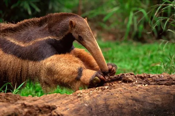 Curiosidades sobre a Flora e Fauna Exótica Vibrante no Brasil