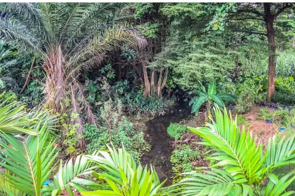 Explorando a Floresta Intocada e Misteriosa no Coração do Gabão