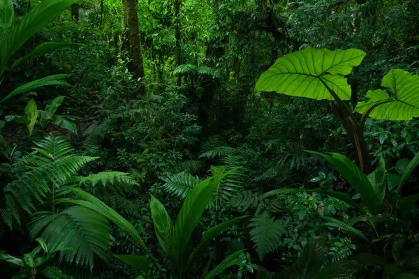 Tesouros Botânicos Explore o Poder Curativo das Plantas em Áreas Verdes