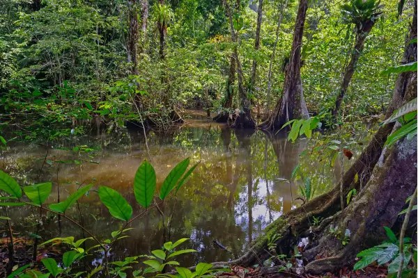 Caminhos Ancestrais Escondidos na Floresta de Nuquí na Colômbia