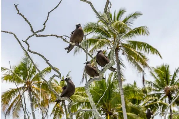 Identifique Cantos Únicos na Densa Mata Exótica