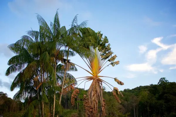 Oceano Verde através de Expedições de Trekking na Floresta Iwokrama na Guiana