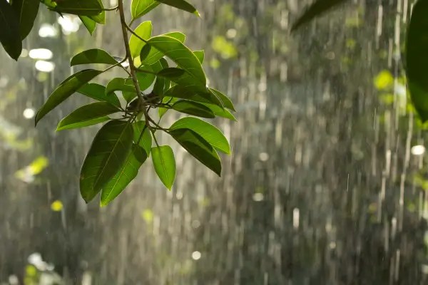 Ciclo das Estações no Ecosistema Natural Nativo