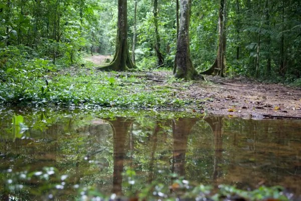 Expedições Solitárias nas Regiões Remotas de Florestas do Suriname
